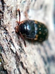 Mycetophagus atomarius