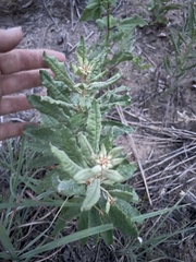 Eriogonum multiflorum