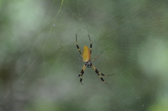 Trichonephila clavipes image
