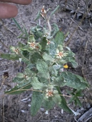 Eriogonum multiflorum