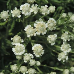 Achillea santolinoides