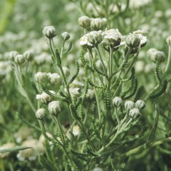 Achillea santolinoides