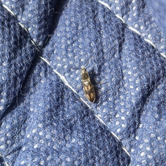 Liotrichus umbripennis