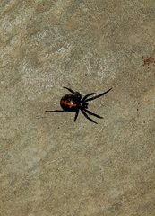 Steatoda paykulliana