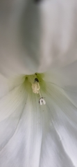 Coleoptera