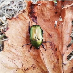 Protaetia cuprea cuprea