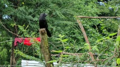 Crotophaga sulcirostris