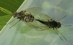 Chrysopilus proximus