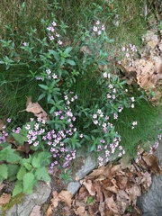 Saponaria ocymoides