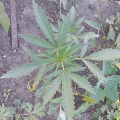 Cannabis sativa