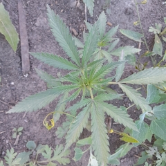Cannabis sativa