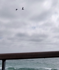 Pelecanus occidentalis