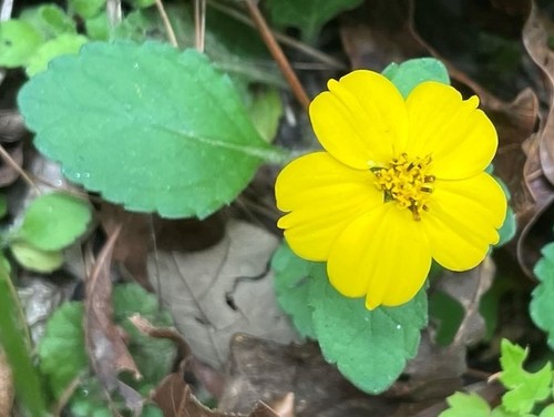 Image of Chrysogonum repens by (c) lejones417, some rights reserved (CC BY-SA)