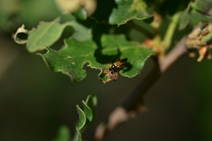 Cyllecoris histrionius