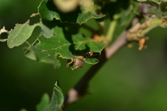 Cyllecoris histrionius
