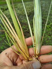 Andropogon capillipes