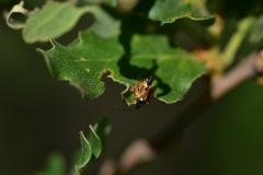 Cyllecoris histrionius