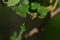Cyllecoris histrionius