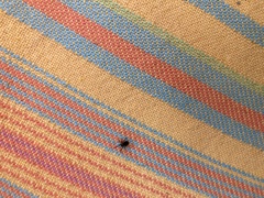 Arachnida