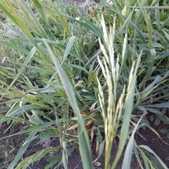 Bromus inermis