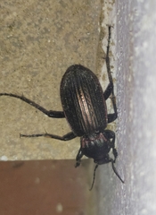 Carabus morbillosus