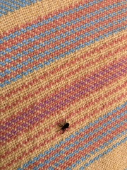 Arachnida