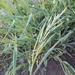 Bromus inermis