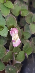 Philareta treitschkei