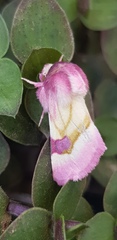 Philareta treitschkei