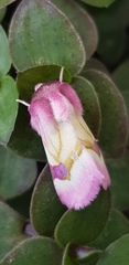 Philareta treitschkei