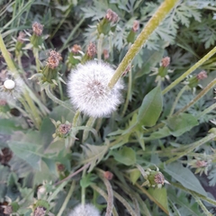 Taraxacum officinale