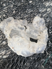 Rhizostomatidae