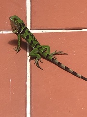 Iguana iguana melanoderma