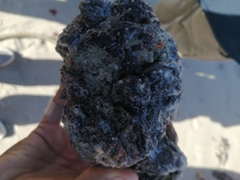 Pyura stolonifera