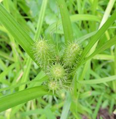 Carex frankii