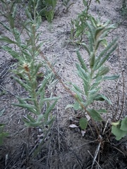 Eriogonum multiflorum