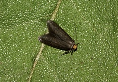 Incurvariidae