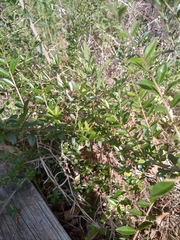 Ligustrum quihoui