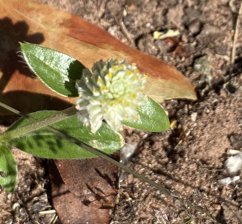 Gomphrena celosioides image