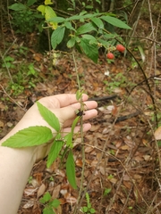 Rubus argutus