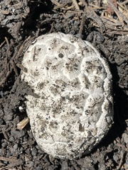 Calbovista subsculpta