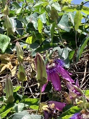 Passiflora × violacea