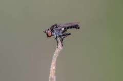 Hadrokolos texanus