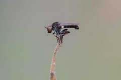 Hadrokolos texanus