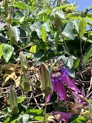 Passiflora × violacea