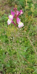 Linaria maroccana