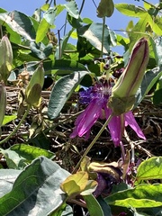 Passiflora × violacea