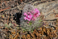 Pedicularis lanata