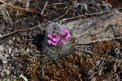 Pedicularis lanata