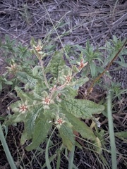 Eriogonum multiflorum